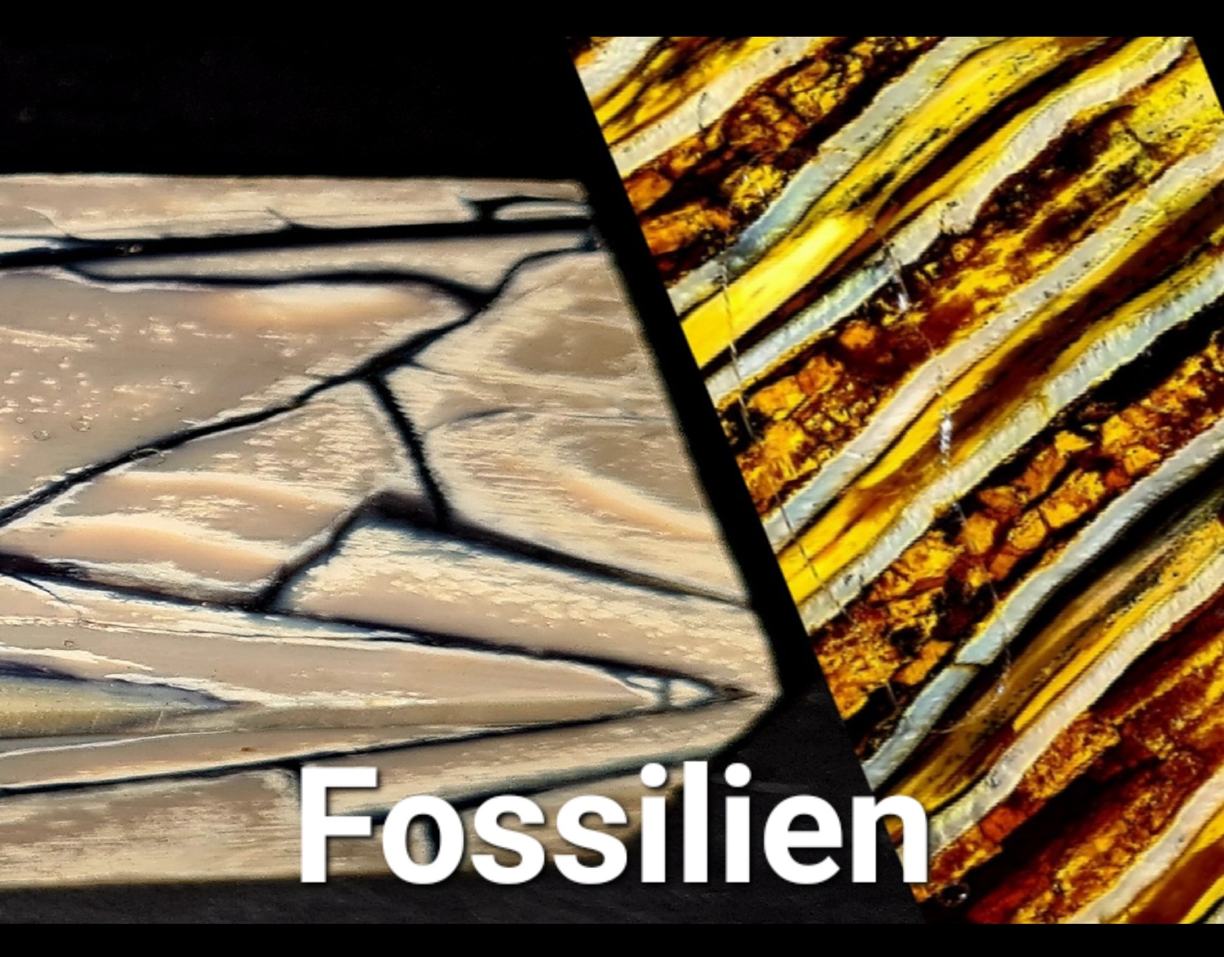 Fossilien